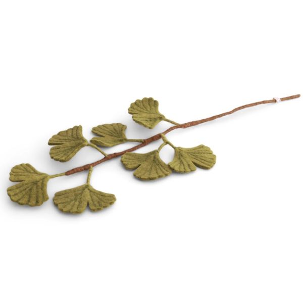 Ullgren Ginkgo Biloba 70cm