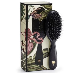 Hovedbilde Fan Palm small - Stardust