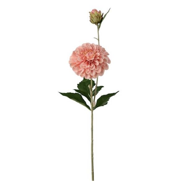 Dahlia aprikos 66cm